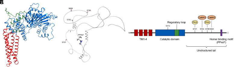 Fig. 25