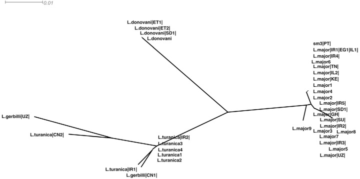 Neighbour-joining unrooted tree built up from internal transcribed spacer
(ITS)-1 sequence data of 195 characters from 37 sequences using Kimura-2P
model with equal rates variation. Tree generated by SplitsTree4. Sequences
used for these analysis (species code and accessions) were as follows:
Leishmania major |IR1|,|IR2|,|IR3|,|IR4|,|IR5|
(FN677357.1, AY550178.1, AY283793.1, AY260965.1, EF653269.1), L.
major |EG1| (FJ460456.1), L. major |IL1|,|IL2|
(EU326229.1, DQ300195.1), L. major |TN| (FN677342.1),
L. major |UZ| (FN677357.1), L. major
|SU| (AJ000310.1), L. major |KE| (AJ300482.1), L.
major |GH| (DQ295825.1), L. major |SD|
(AJ300481.1), L. major 1, 2, 3, 4, 5, 6, 7, 8, 9
(FJ753394.1, FJ753393.1, FJ753392.1, FJ753391.1, JF831924.1, FJ753395.1,
EF413075.1, GQ402544.1, GQ402543.1), Leishmania turanica
|IR1|,|IR2| (EU395712.1, JN860744.1), L. turanica |CN2|
(HQ830350.1), L. turanica 1, 2, 3, 4 (AJ272380.1,
AJ272379.1, AJ272378.1, HM130607.1), Leishmania gerbilli
|CN1| (HQ830351.1), L. gerbilli |UZ| (AJ300486.1),
Leishmania donovani |ET|,|ET2| (FN182209.1,
FN182207.1), L. donovani |SD| (FN677362.1), L.
donovani (AJ249620.1), sm3, Portuguese ITS-1 sequence. CN:
China; EG: Egypt; ET: Ethiopia, GH: Ghana; IL: Israel; IR: Iran; KE: Kenya;
PT: Portugal; SD: Sudan; SU: ex-URSS; TN: Tunisia; UZ: Uzbakistan.