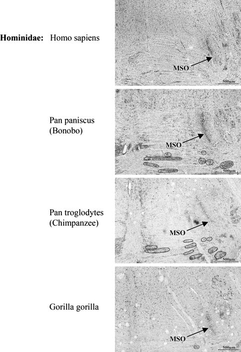 Fig. 5