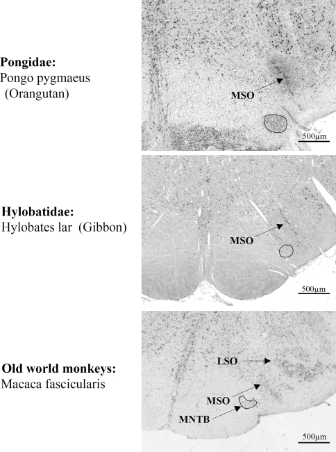 Fig. 6