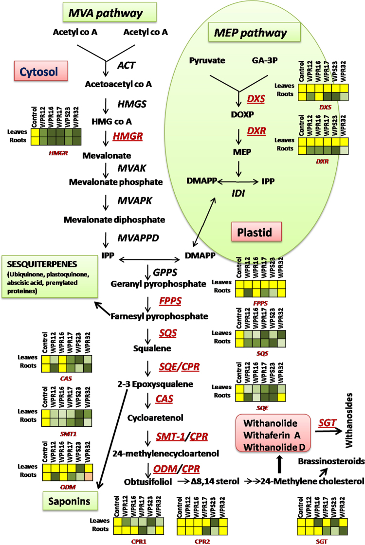 Figure 5