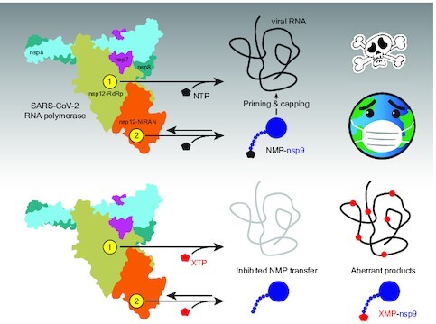 Graphical Abstract