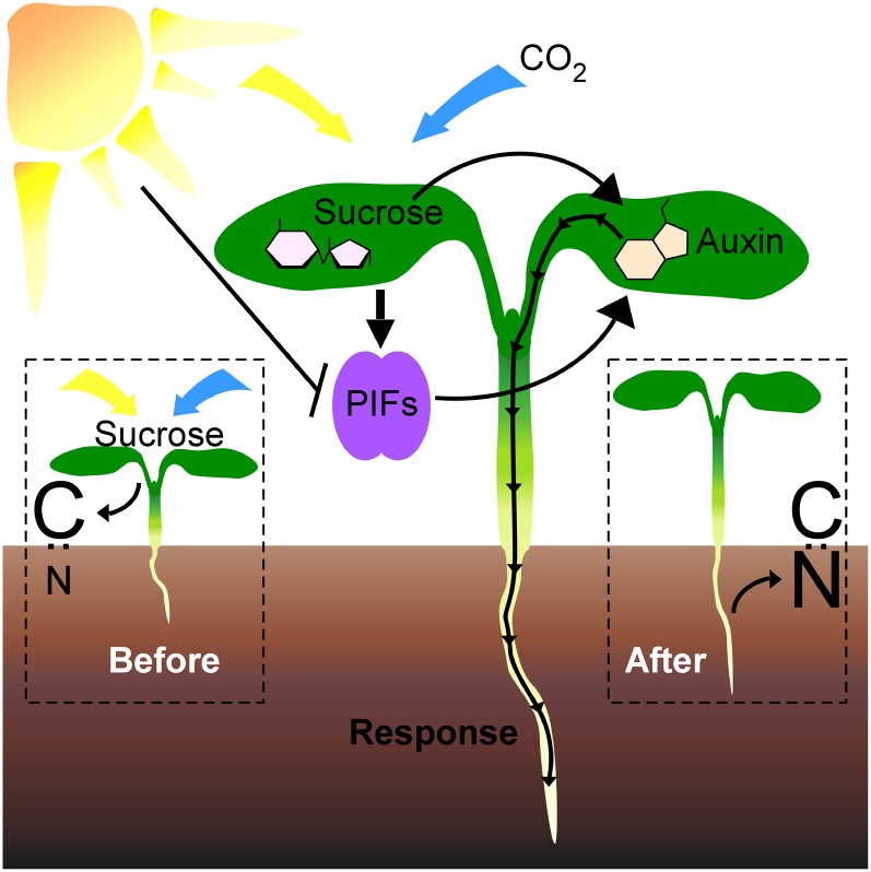 Figure 5.