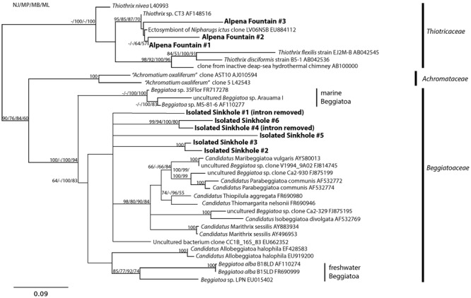 FIGURE 4