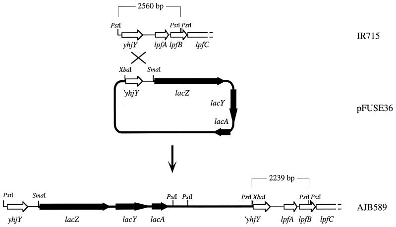 FIG. 1