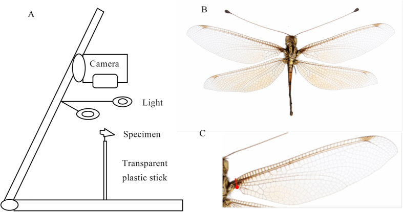 Figure 6