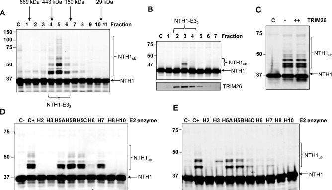 FIG 2