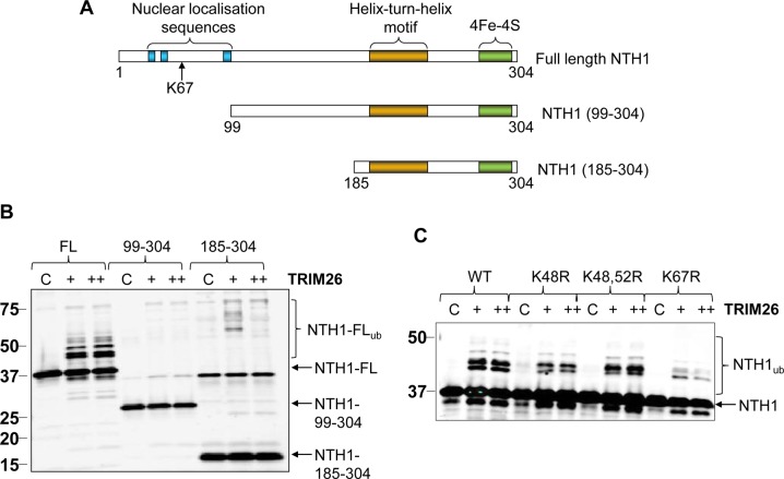 FIG 4