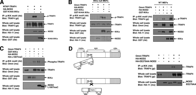 Fig 4