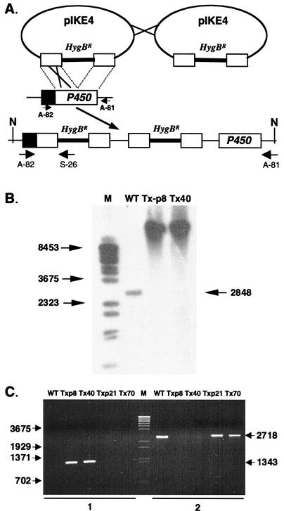 FIG. 1.