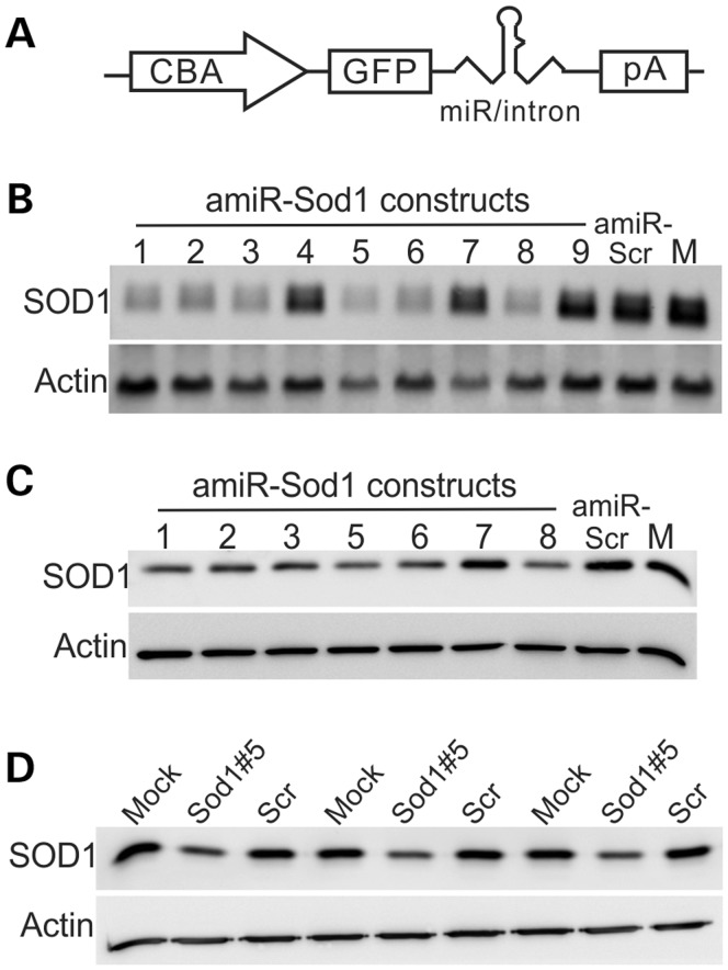 Figure 5.