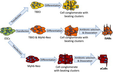 Figure 7