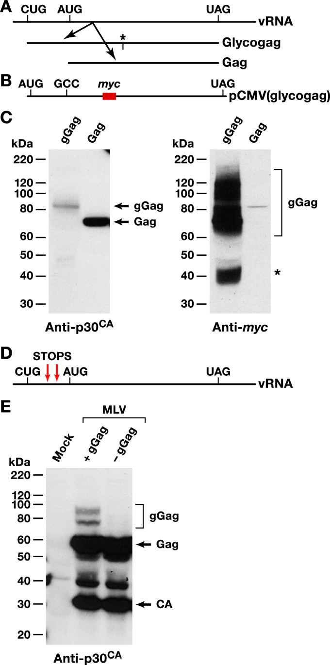 FIG 1 