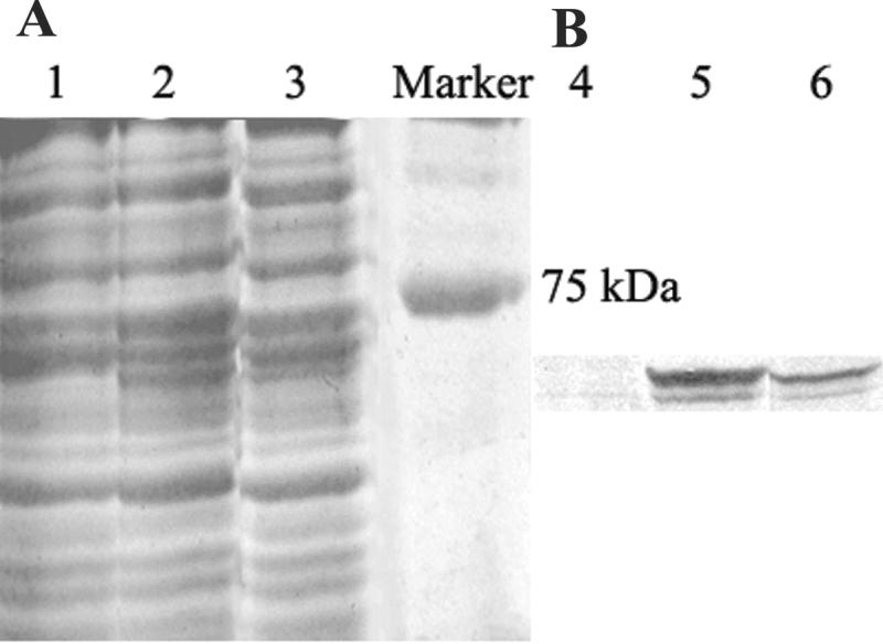 FIG. 6.