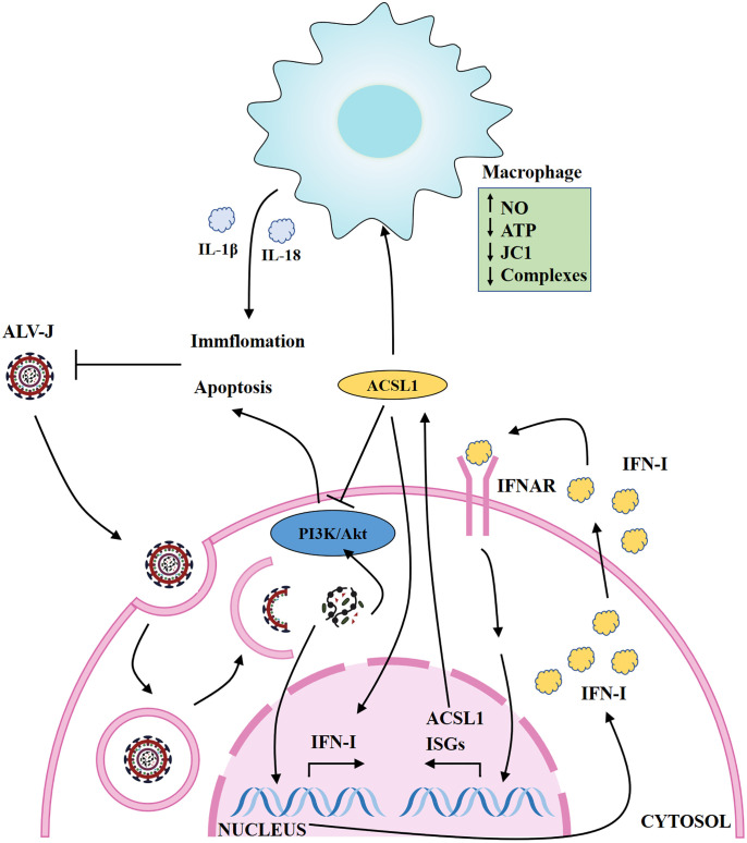 Figure 7