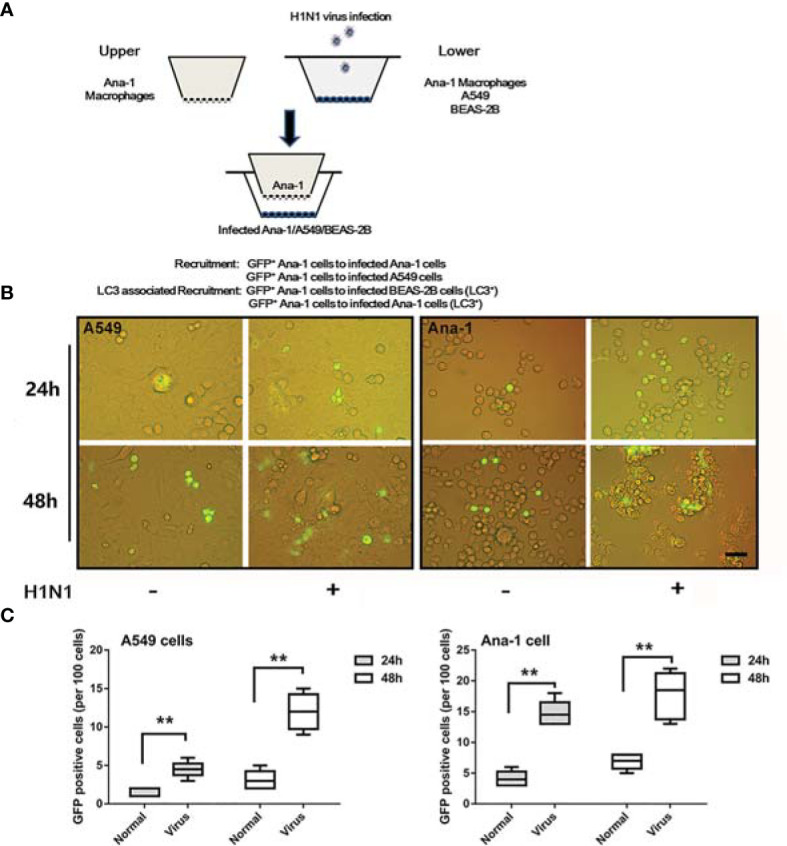 Figure 2