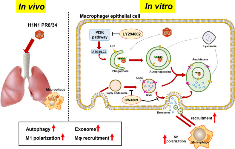 Graphical Abstract