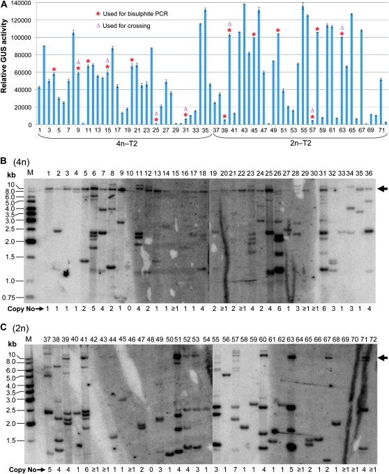 Figure 3.—