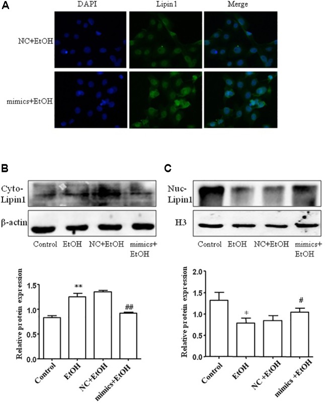 FIGURE 6