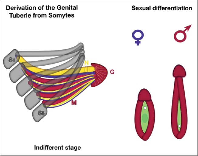 FIGURE 5.