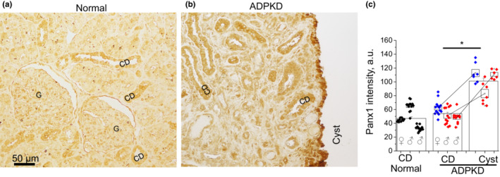 FIGURE 1