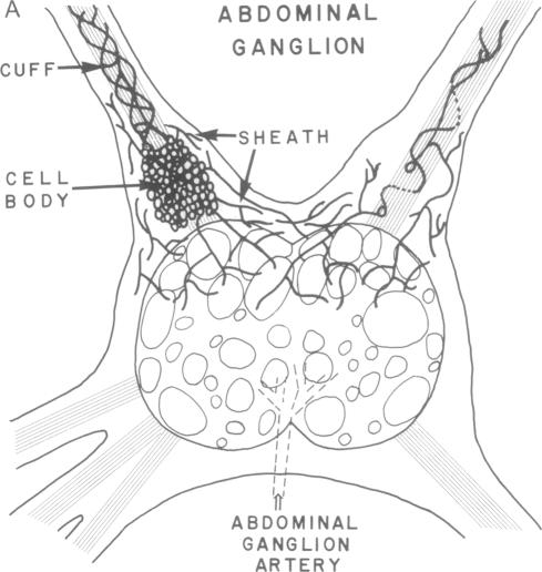 graphic file with name pnas01037-0443-a.jpg