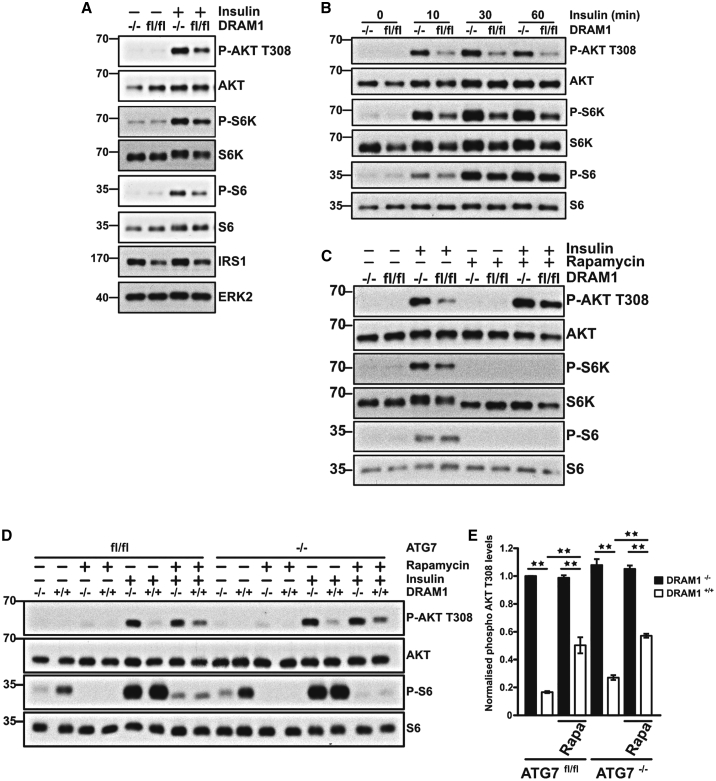 Figure 5