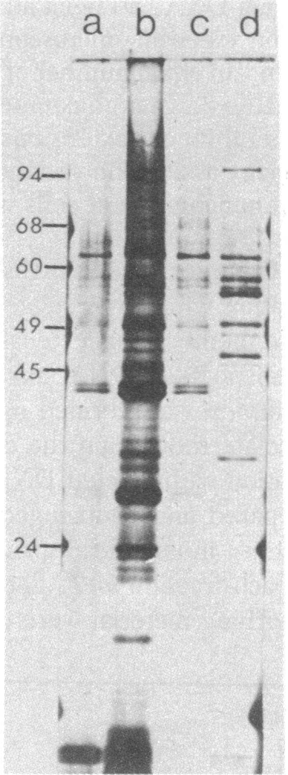 graphic file with name pnas00459-0268-a.jpg