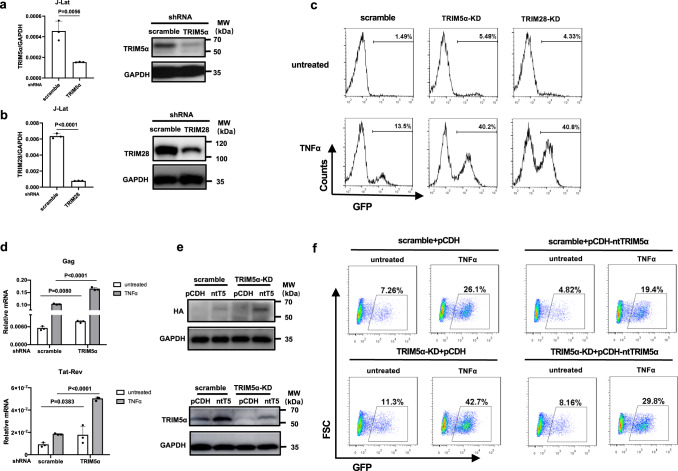 TRIM5α recruits HDAC1 to p50 and Sp1 and promotes H3K9 deacetylation at ...