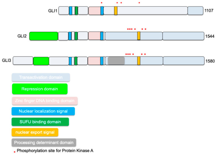 Hedgehog Signaling: Implications in Cancers and Viral Infections - PMC