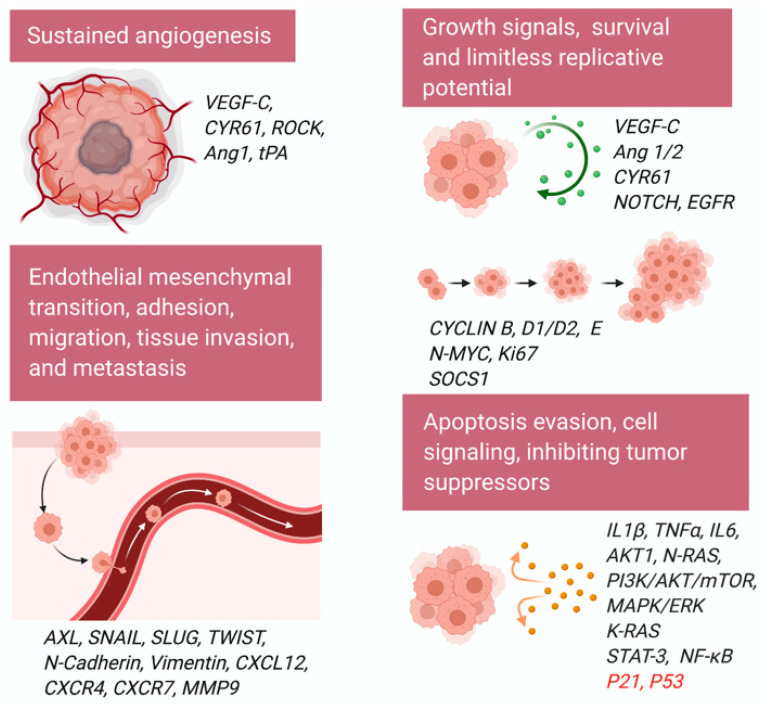 Hedgehog Signaling: Implications in Cancers and Viral Infections - PMC