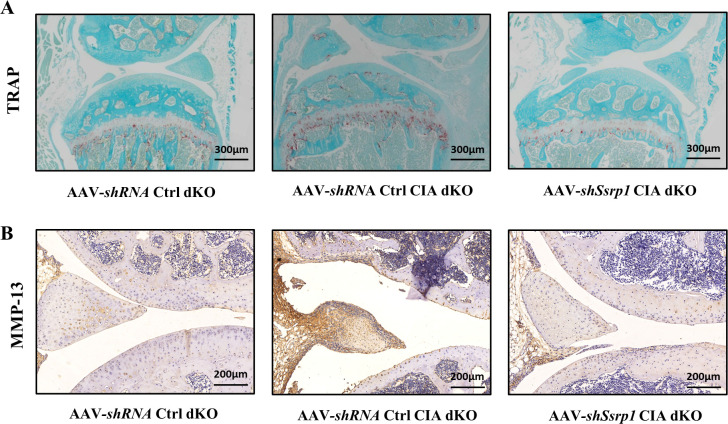Figure 9—figure supplement 1.