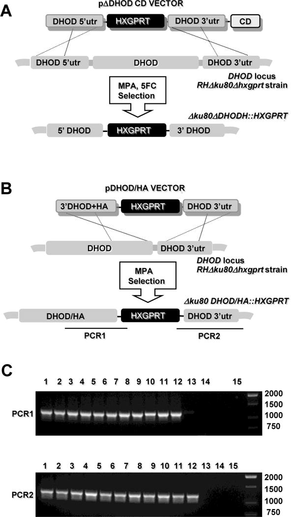 Fig. 2