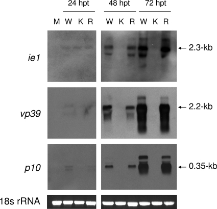 FIG. 5.