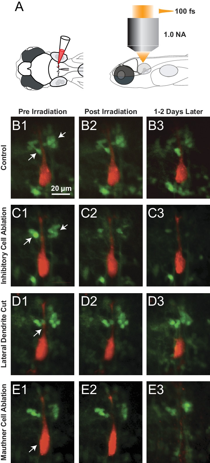 Figure 7.