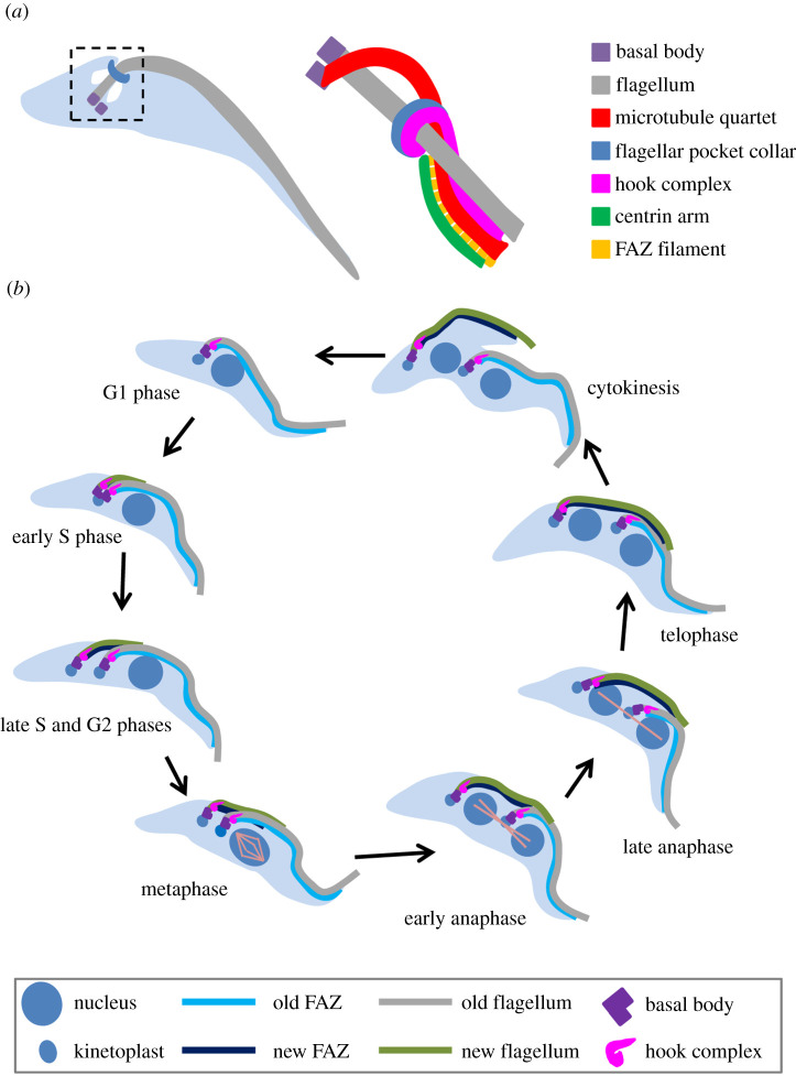 Figure 3.