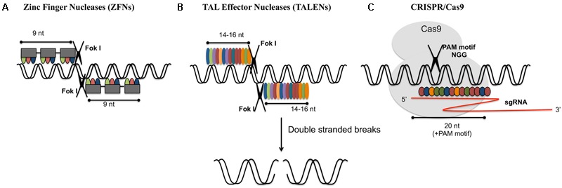 FIGURE 1