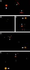 F<sc>igure</sc> 3.—