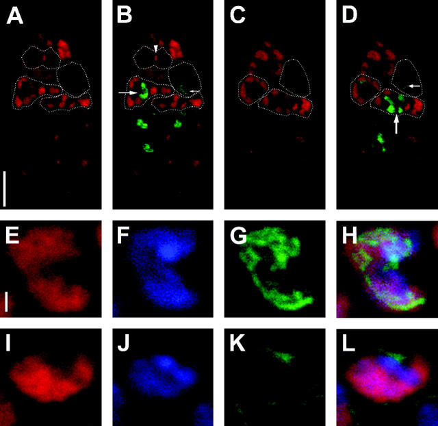 Figure 4.—