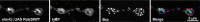 Figure 3—figure supplement 2.