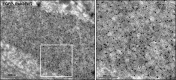 Figure 5—figure supplement 1.