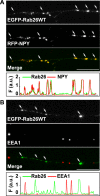 Figure 3—figure supplement 1.