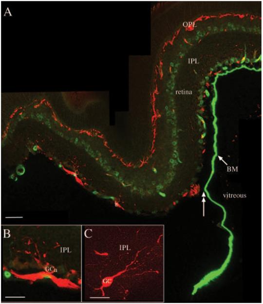 FIGURE 3