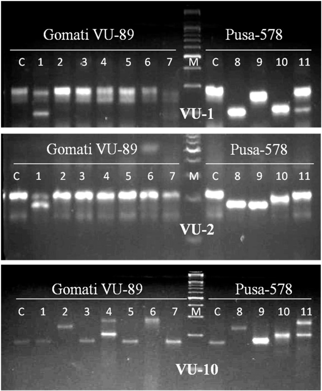 Figure 7