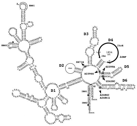 FIG. 2.