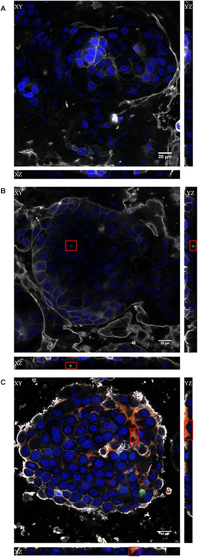 FIGURE 4