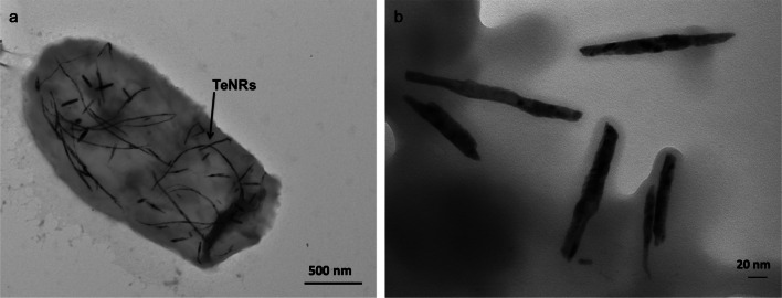 Fig. 8