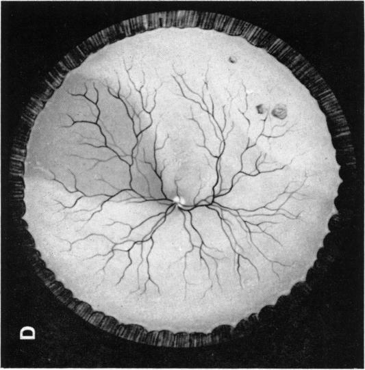 FIGURE 1. D