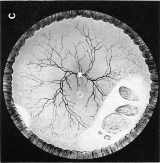 FIGURE 1. C