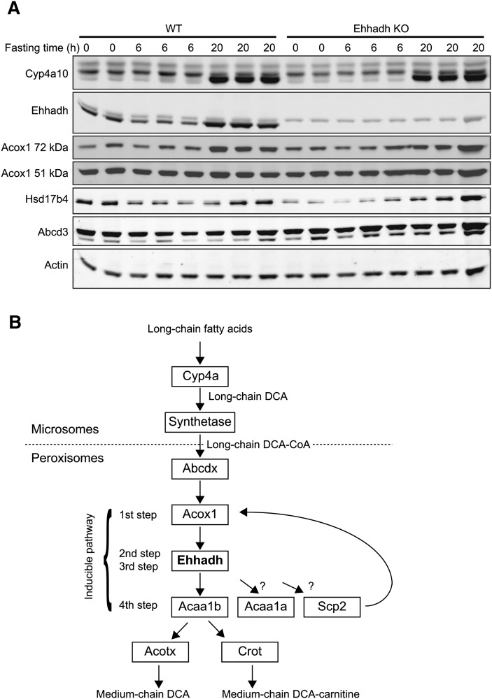 Fig.3